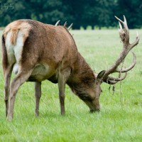 Red Deer